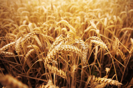 成熟的小麦穗或黑麦穗