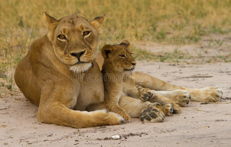 一只母狮和一只年轻的幼崽在沃格尘土飞扬的平原上