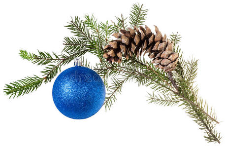 云杉的分支，白色有锥形和蓝色的球