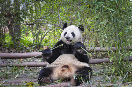 成都 瓷器 中国人 熊猫 可爱的 动物 亚洲 竹子 巨人