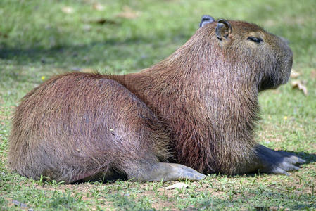 啮齿动物的水图片