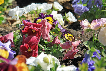 盛开 花的 植物区系 花园 紫罗兰 公园 开花 自然 夏天