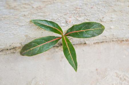 地板发芽山楂属植物照片