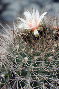 仙人掌 春天 保护 植物区系 花瓣 自然 开花 植物学 沙漠