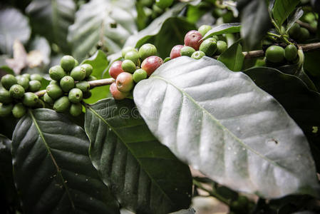 泰国北部树上成熟的咖啡豆