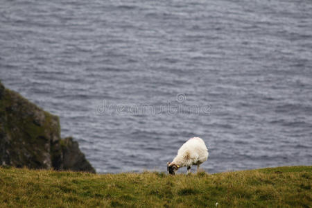 爱尔兰 海湾 海洋 牲畜 欧洲 地标 动物 放牧 海滨 岩石