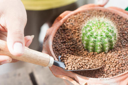 盆栽植物中的园艺仙人掌