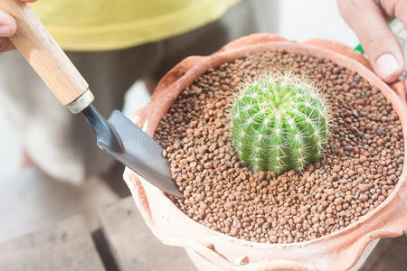 盆栽植物中的园艺仙人掌