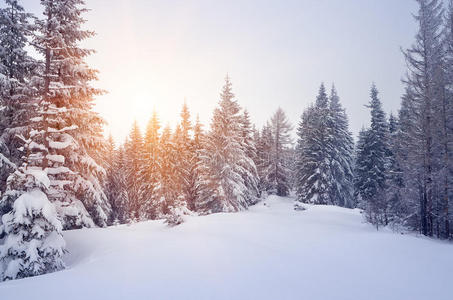 假日 降雪 圣诞节 徒步旅行 旅行 新的 森林 环境 风景