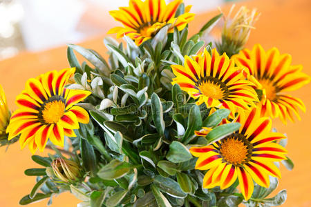 加塔尼亚花原产于南非，但广泛存在于奥地利
