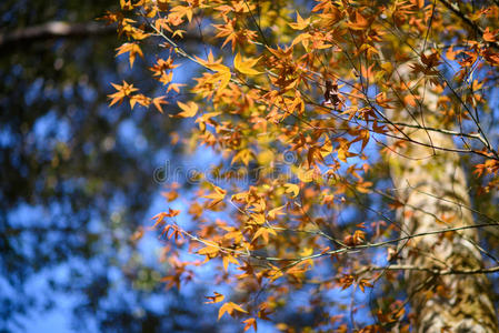 五颜六色的枫叶背衬着秋天森林的颜色