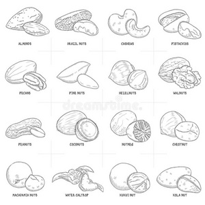 手绘一套不同的坚果