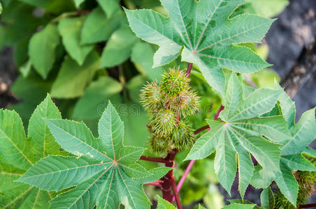 蓖麻油植物蓖麻的绿色芽照片