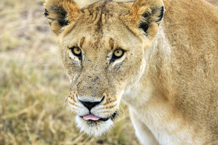 狮子 公园 捕食者 面对 玛拉 美丽的 危险的 自然 毛皮