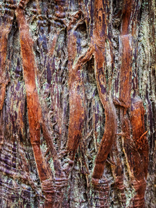 分支 森林 自然 植物 纹理 树皮 树干 木材