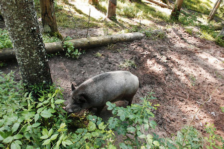 野猪