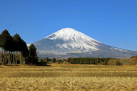 攀登 自然 开花 高的 地标 川口 樱桃 日本 公司 哈肯