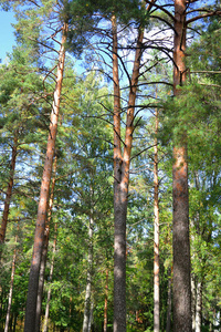 季节 树叶 国家 芬兰 成长 场景 总和 植物 分支 美女