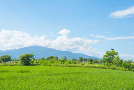 稻田绿草蓝天景观