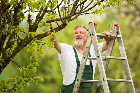 一位英俊的老人在花园里园艺的画像