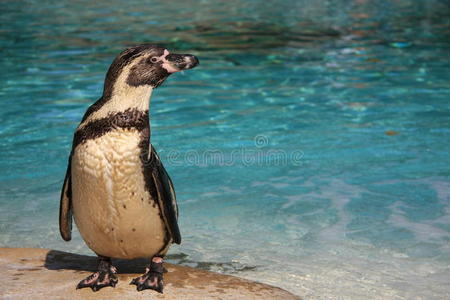 企鹅 寒冷的 水域 海洋 自然 伦敦 有趣的 野生动物 新的