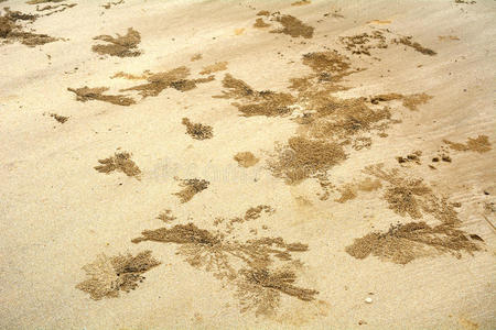 沙中的螃蟹，婆罗洲，马来西亚