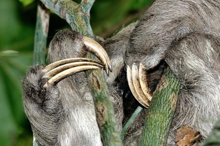 三趾树懒的爪子照片
