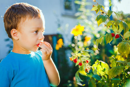 可爱的小男孩吃树莓