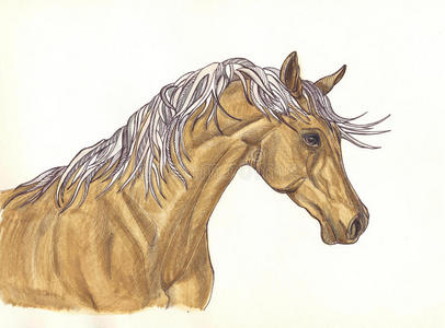 画马眼睛照片图片