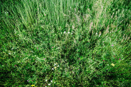 花园 自然 领域 植物 美丽的 草药 颜色 特写镜头 夏天