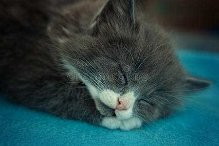 肖像 美丽的 猫咪 毛皮 软的 睡觉 毛茸茸的 眼睛 动物