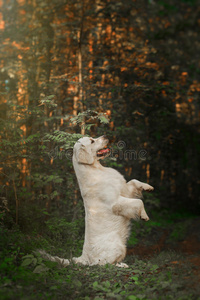 树林里的金色猎犬