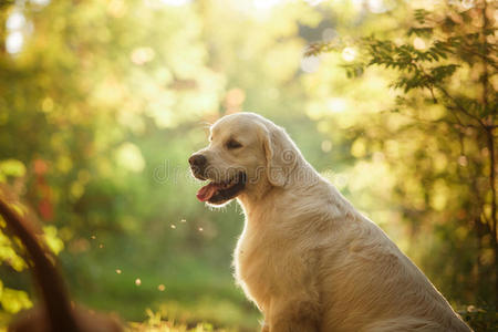 树林里的金色猎犬