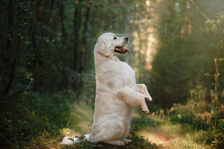 树林里的金色猎犬