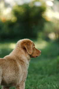 狗新斯科舍鸭收费猎犬