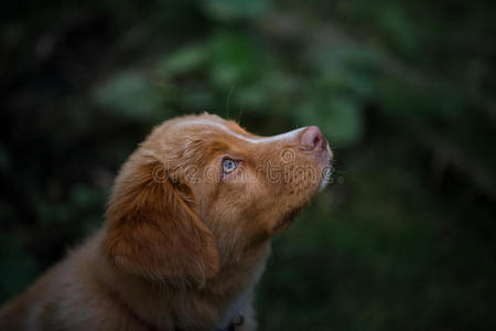 狗新斯科舍鸭收费猎犬