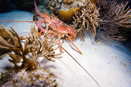 加勒比 暗礁 水下 野生动物 卡约 海的 潜水 古巴 殖民地