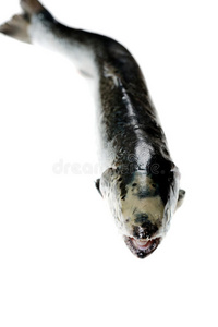 钓鱼 水下 蛋白质 眼睛 烹调 海鲜 海的 居住 自然 动物