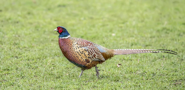 春季求偶季节渴望普通雉鸡公隼蓝色-和-黄色的金刚鹦鹉天坛星座阿拉