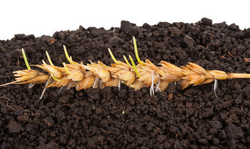 小麦发芽的耳朵. 宏照片