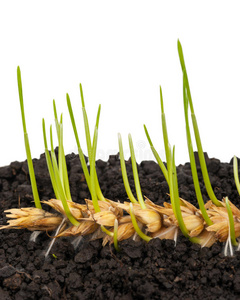 小麦发芽的耳朵. 宏照片