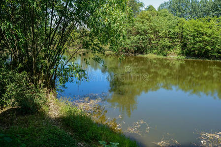 河岸 河边 湖边 竹子 夏天 自然 水边