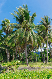 海湾 植物 椰子 美丽的 太阳 放松 棕榈 海洋 泻湖 海滩