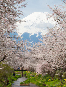 花的 火山 自然 美丽的 旅行 春天 静冈 季节 富士 地标