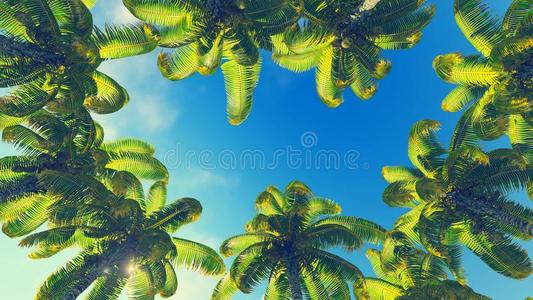 蓝天椰子树