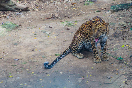 曼谷 食肉动物 危险的 黑豹 公园 哺乳动物 游猎 豹子
