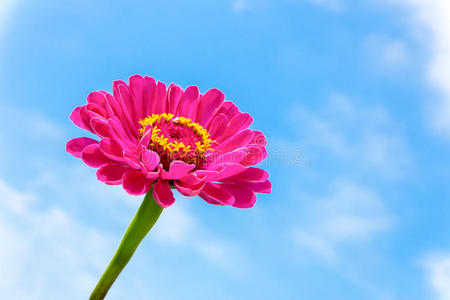 紫色 成长 丁香花 花瓣 花园 园艺 繁殖 雌蕊 粉红色