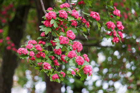 花枝