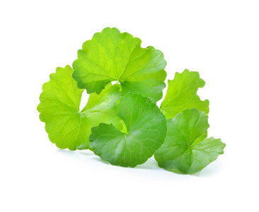 积雪草图片-积雪草素材-积雪草插画-摄图新视界