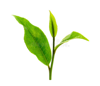 白色背景上分离的绿茶叶片。
